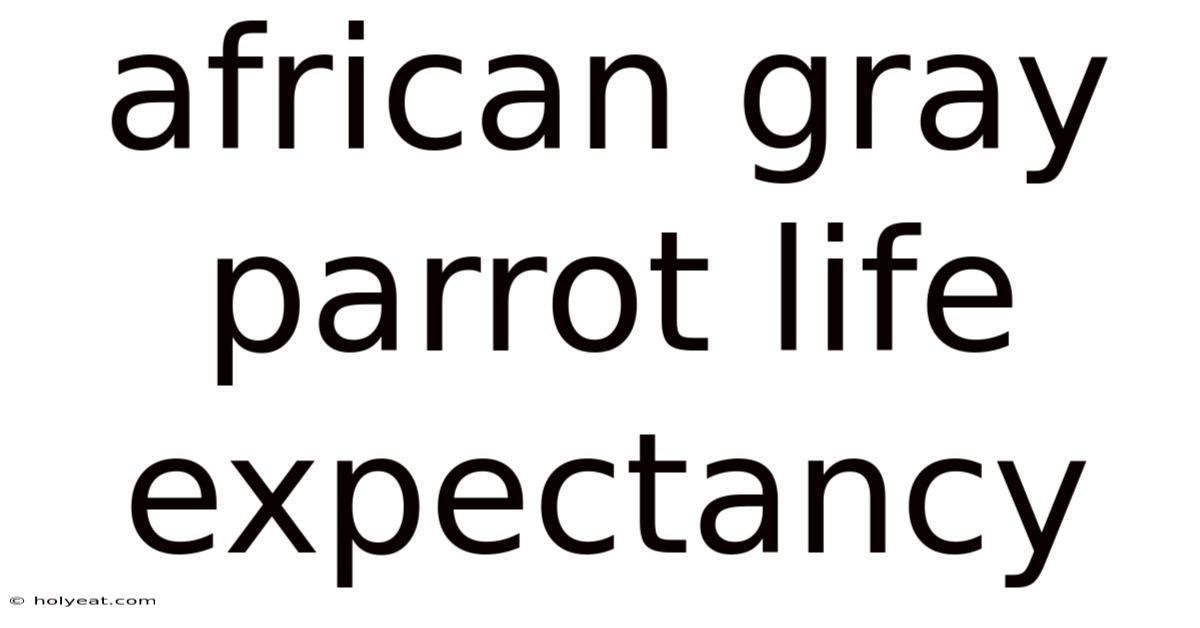 African Gray Parrot Life Expectancy
