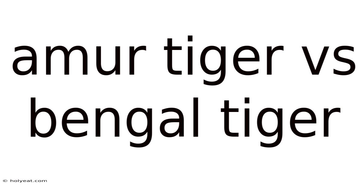 Amur Tiger Vs Bengal Tiger