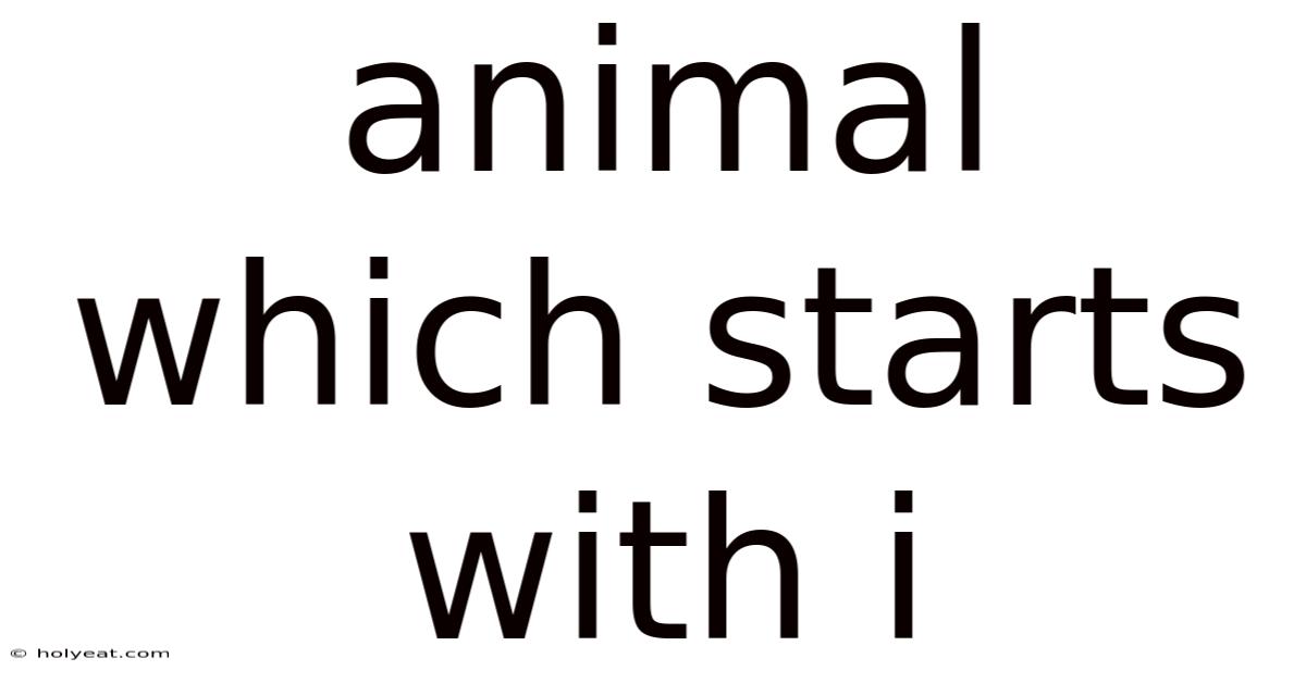 Animal Which Starts With I