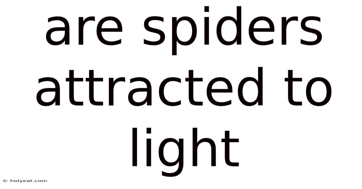 Are Spiders Attracted To Light