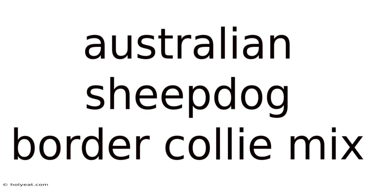 Australian Sheepdog Border Collie Mix