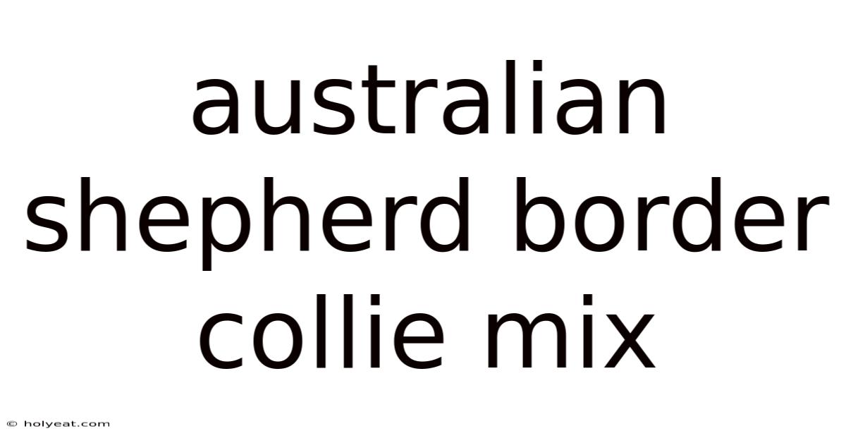 Australian Shepherd Border Collie Mix
