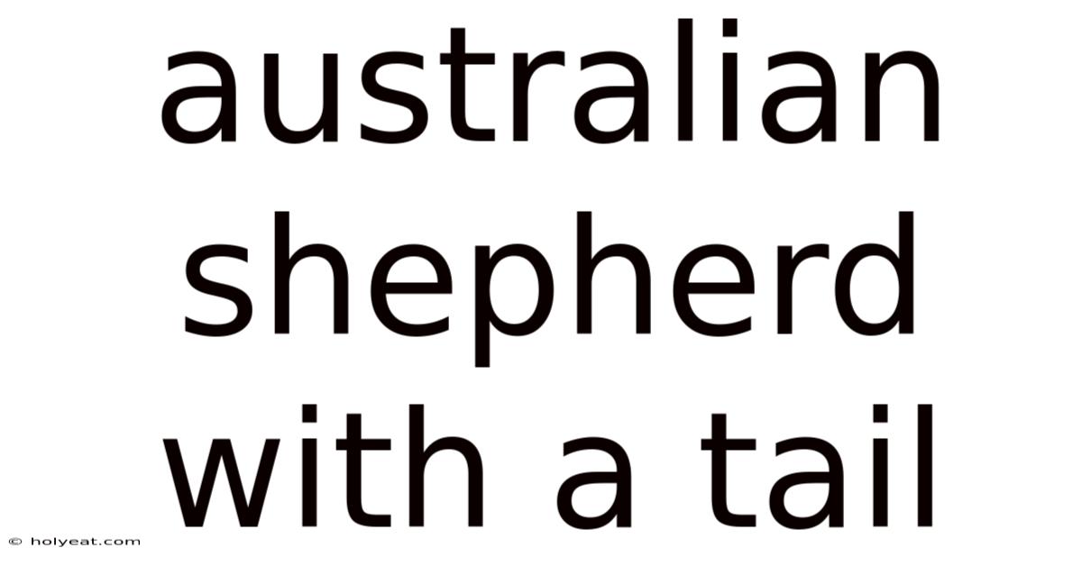 Australian Shepherd With A Tail