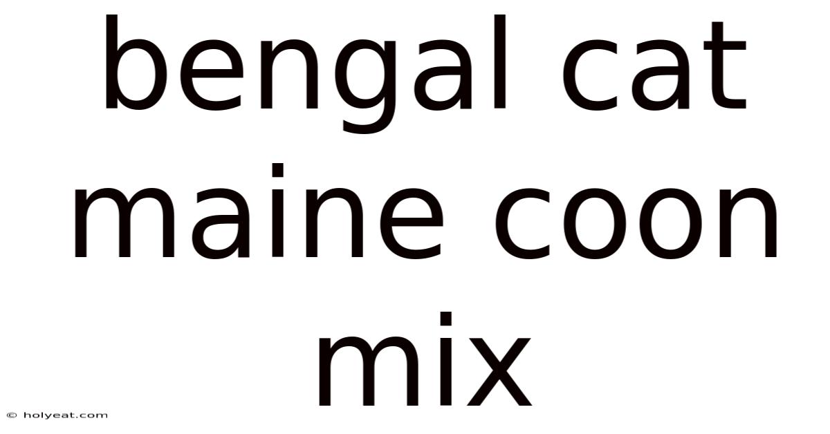 Bengal Cat Maine Coon Mix