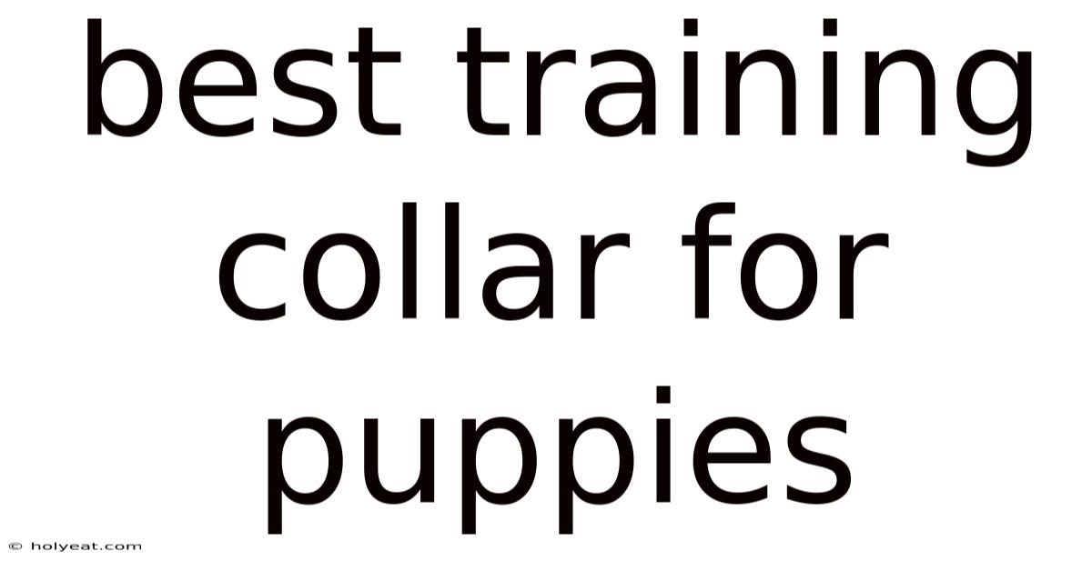 Best Training Collar For Puppies