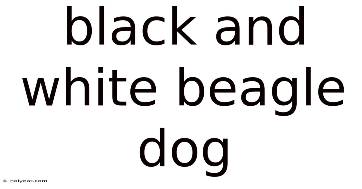 Black And White Beagle Dog