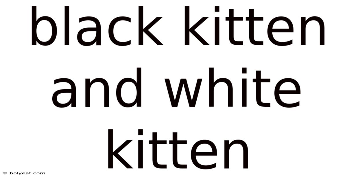Black Kitten And White Kitten
