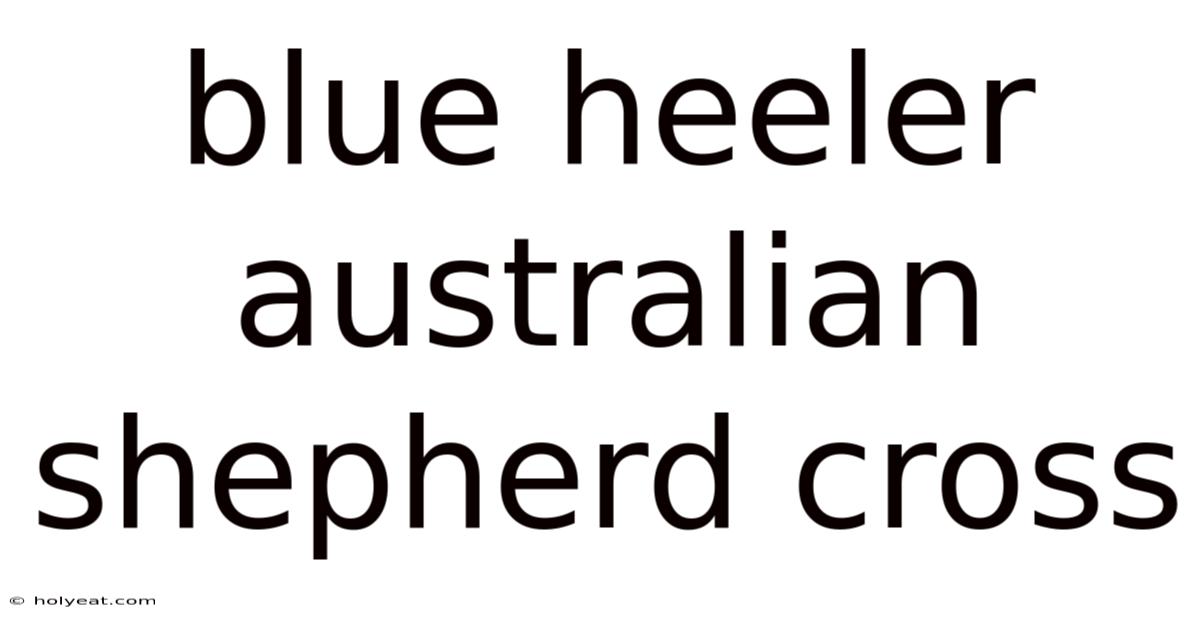 Blue Heeler Australian Shepherd Cross