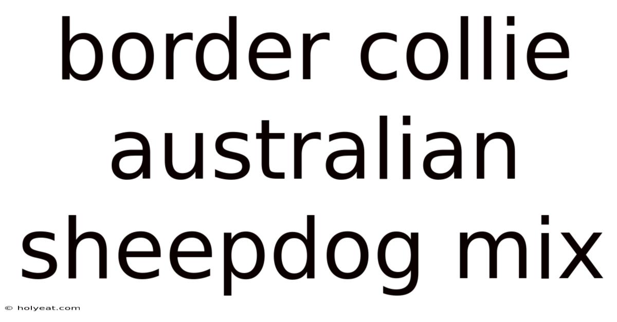 Border Collie Australian Sheepdog Mix