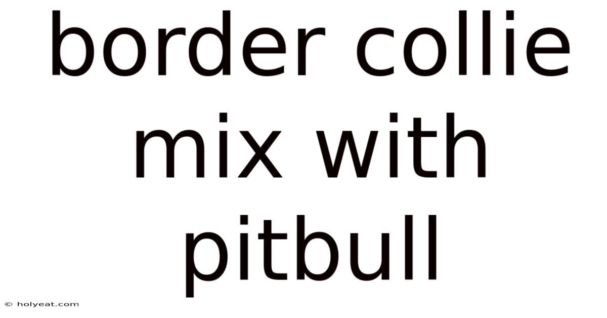 Border Collie Mix With Pitbull