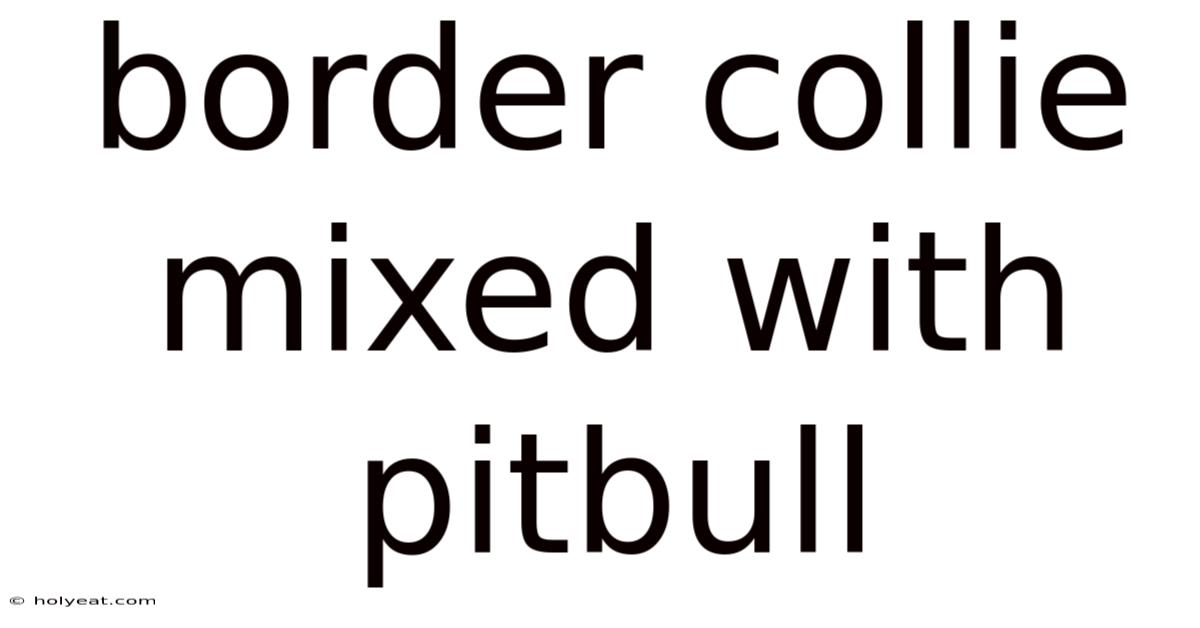 Border Collie Mixed With Pitbull