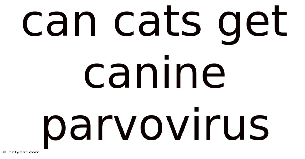 Can Cats Get Canine Parvovirus