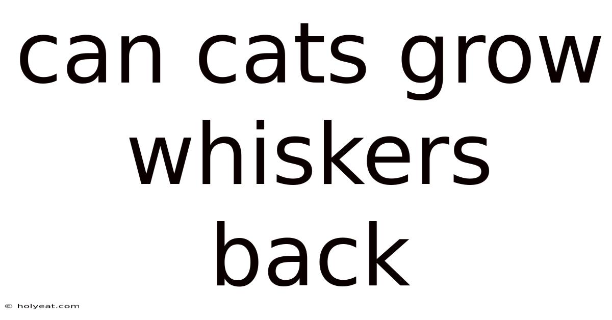 Can Cats Grow Whiskers Back