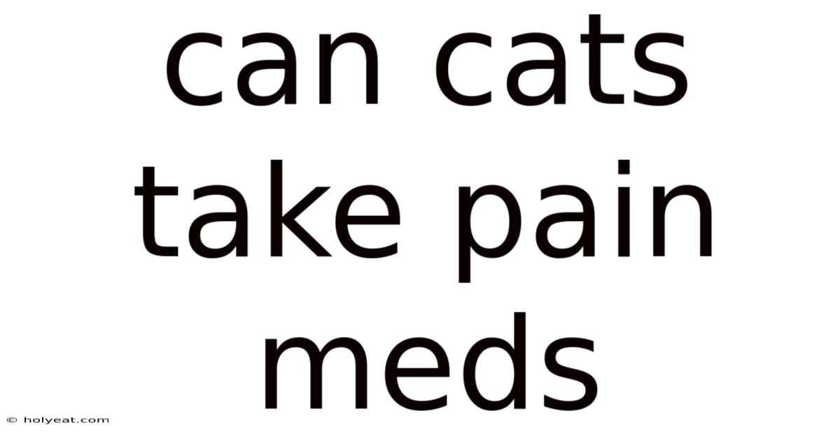 Can Cats Take Pain Meds