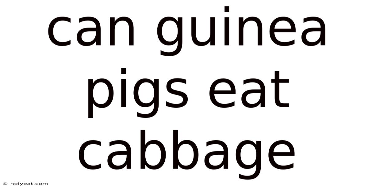 Can Guinea Pigs Eat Cabbage