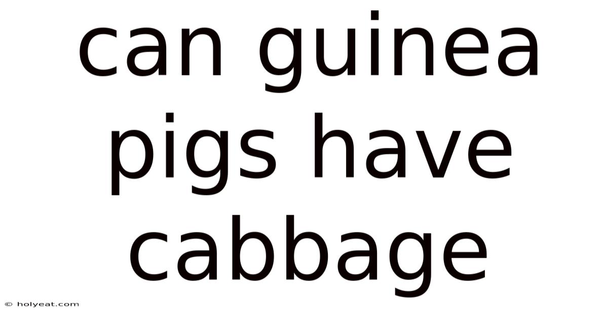 Can Guinea Pigs Have Cabbage