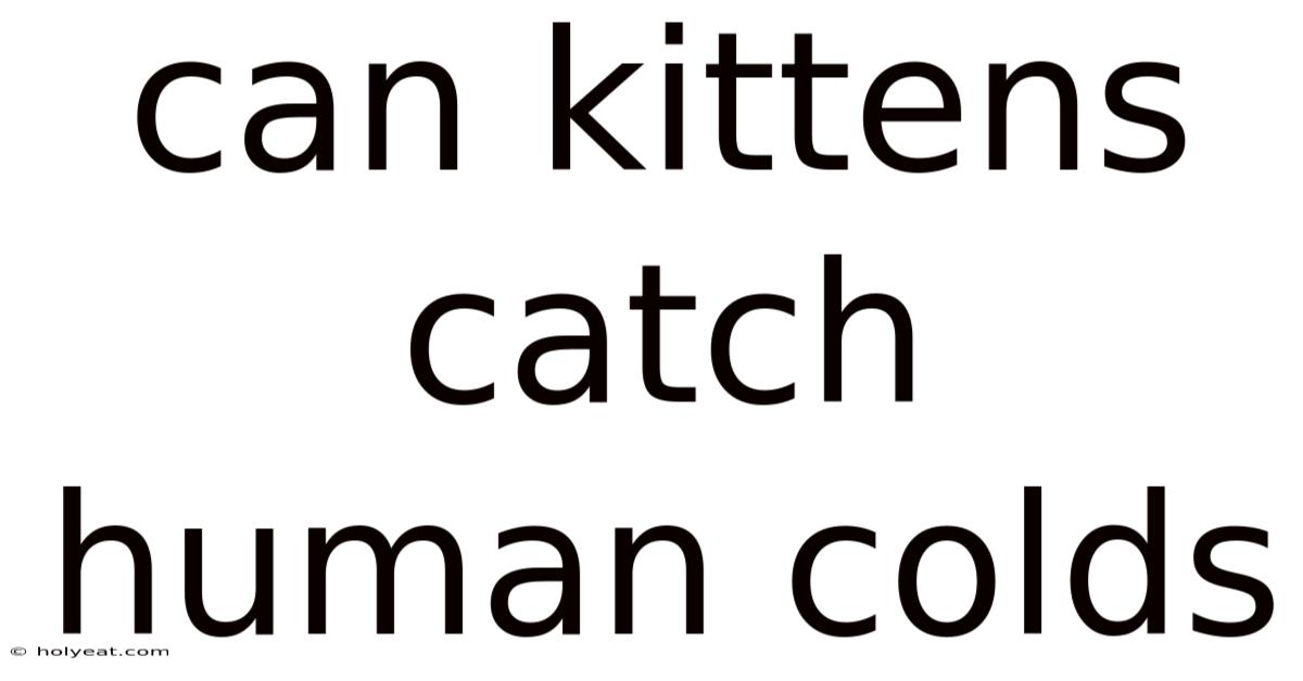 Can Kittens Catch Human Colds