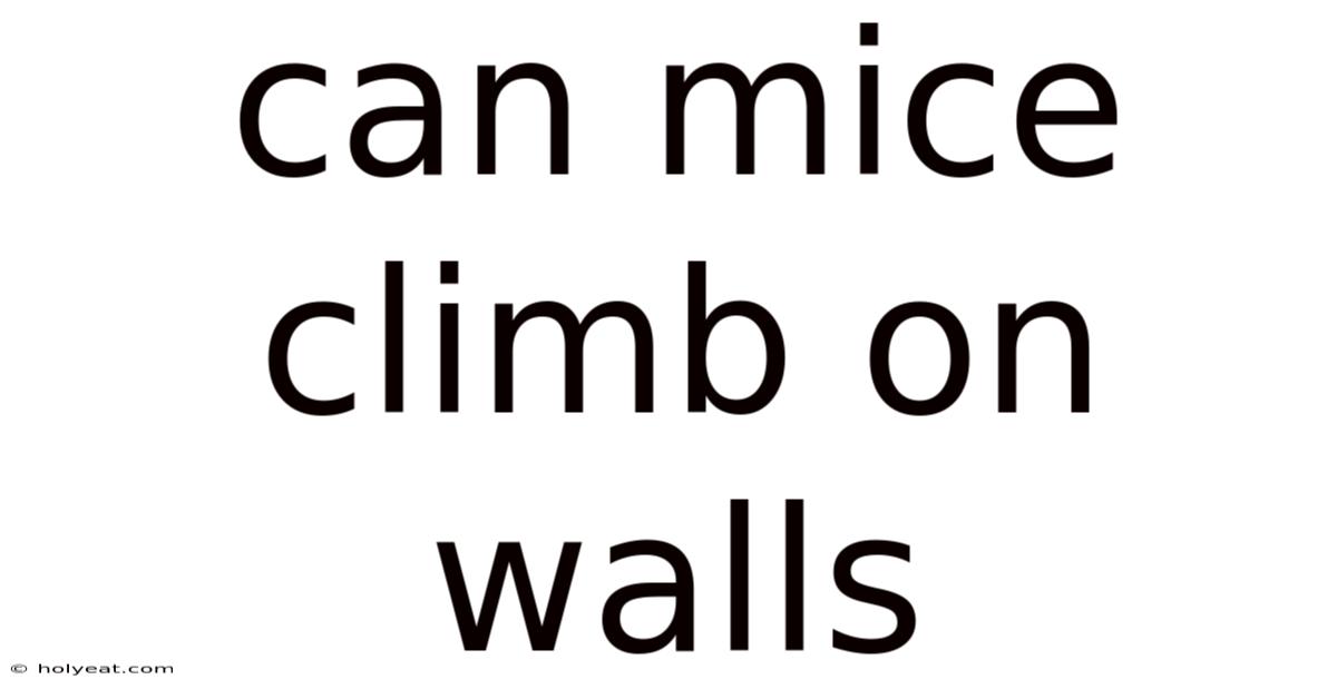 Can Mice Climb On Walls