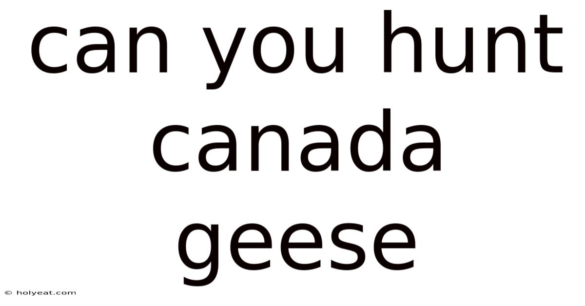 Can You Hunt Canada Geese