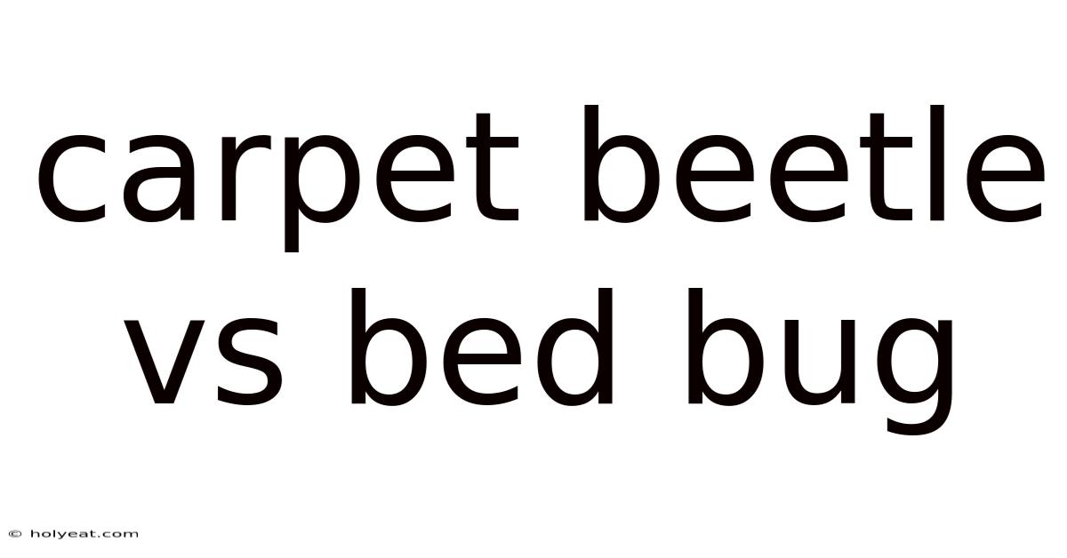 Carpet Beetle Vs Bed Bug