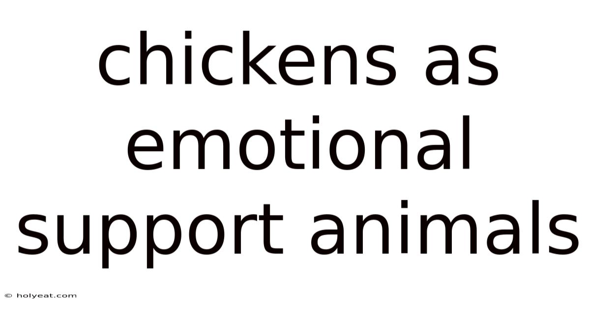 Chickens As Emotional Support Animals