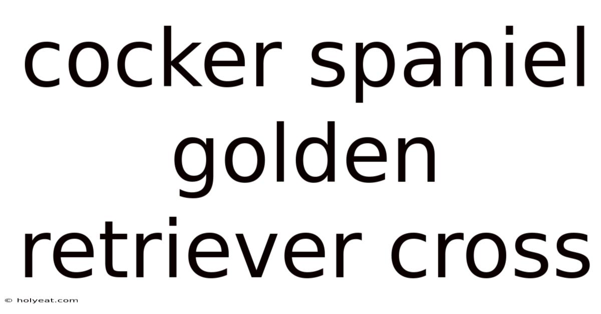 Cocker Spaniel Golden Retriever Cross