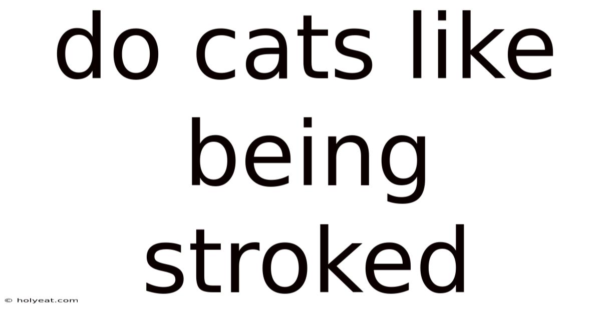 Do Cats Like Being Stroked