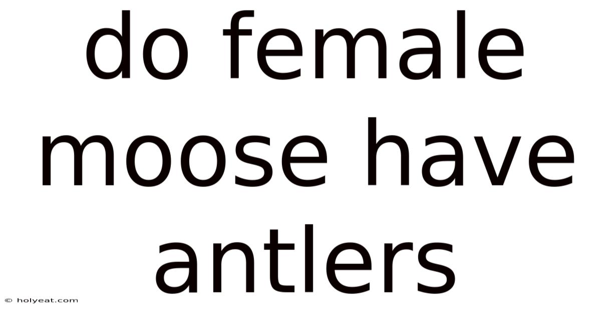 Do Female Moose Have Antlers