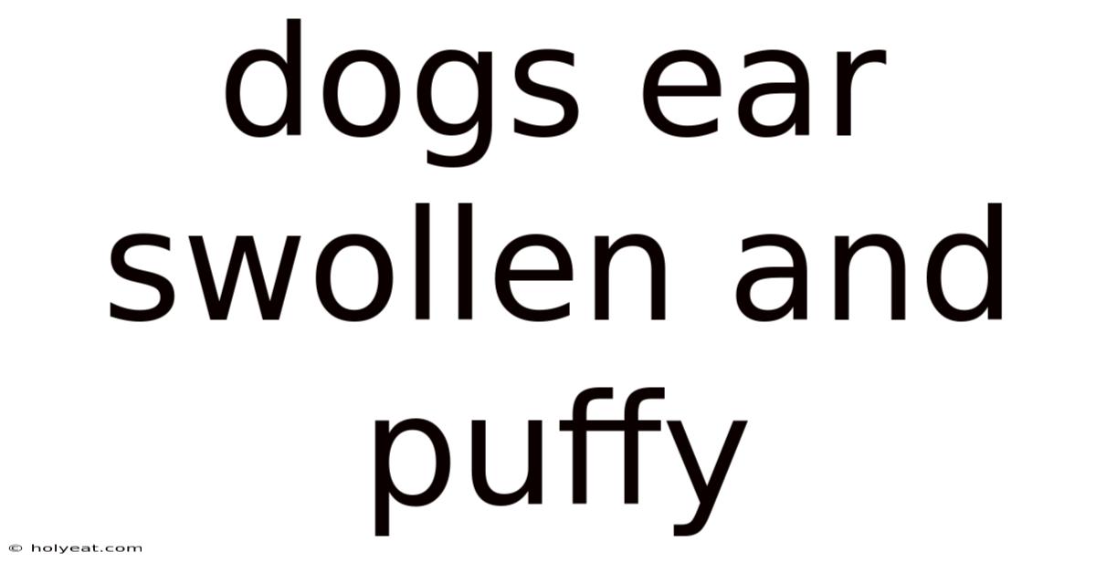 Dogs Ear Swollen And Puffy