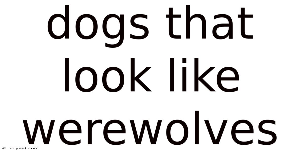 Dogs That Look Like Werewolves