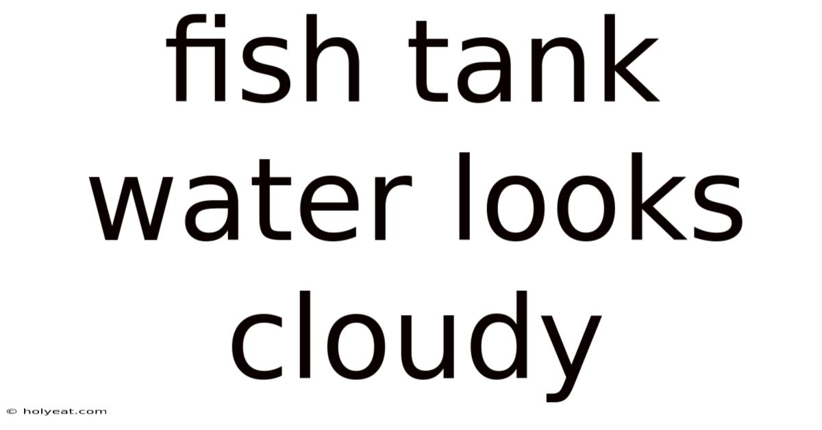 Fish Tank Water Looks Cloudy