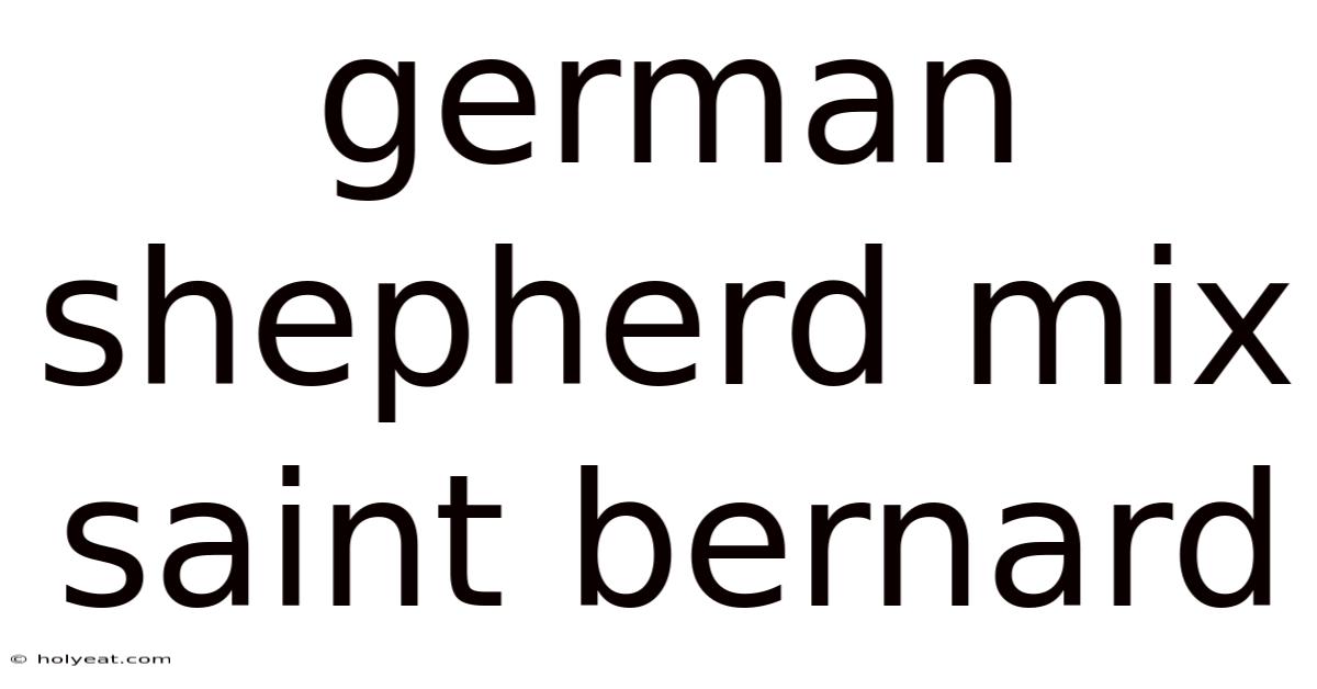 German Shepherd Mix Saint Bernard