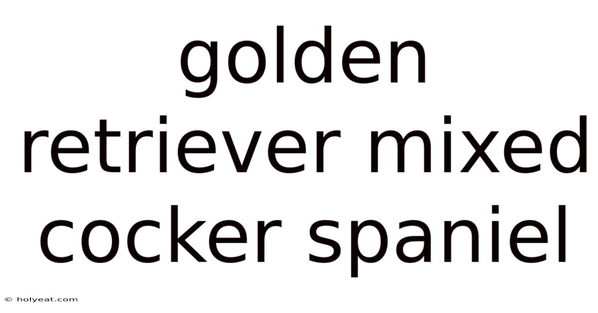 Golden Retriever Mixed Cocker Spaniel