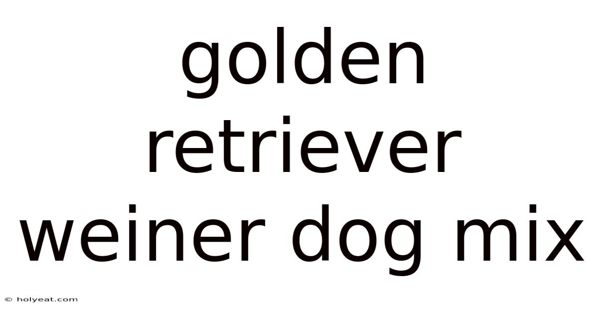 Golden Retriever Weiner Dog Mix