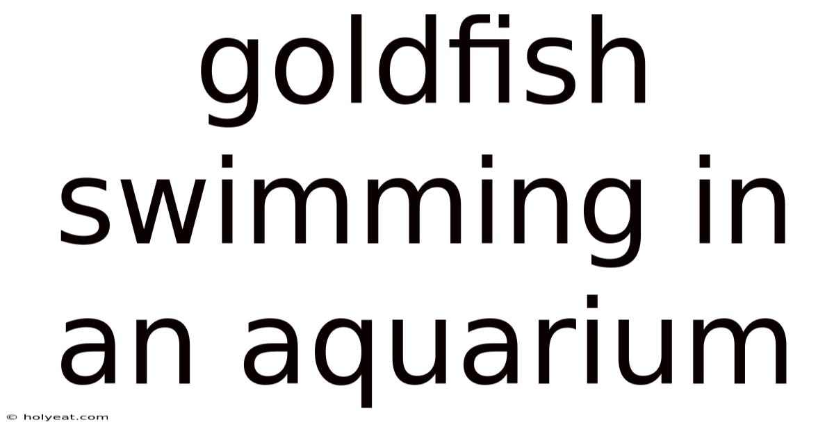 Goldfish Swimming In An Aquarium