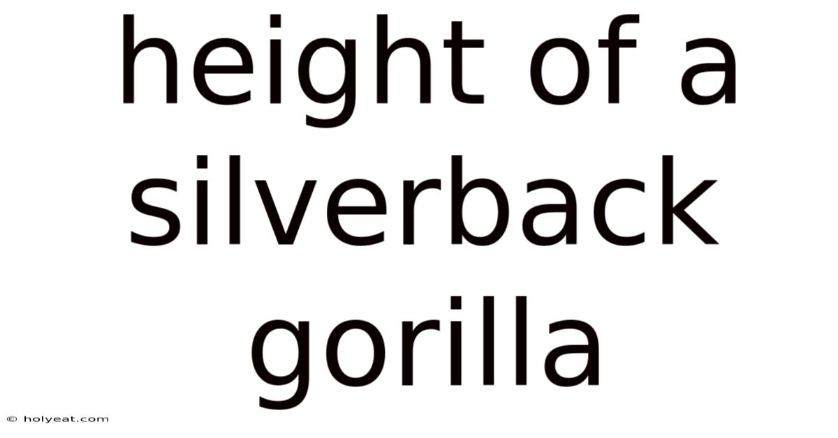 Height Of A Silverback Gorilla