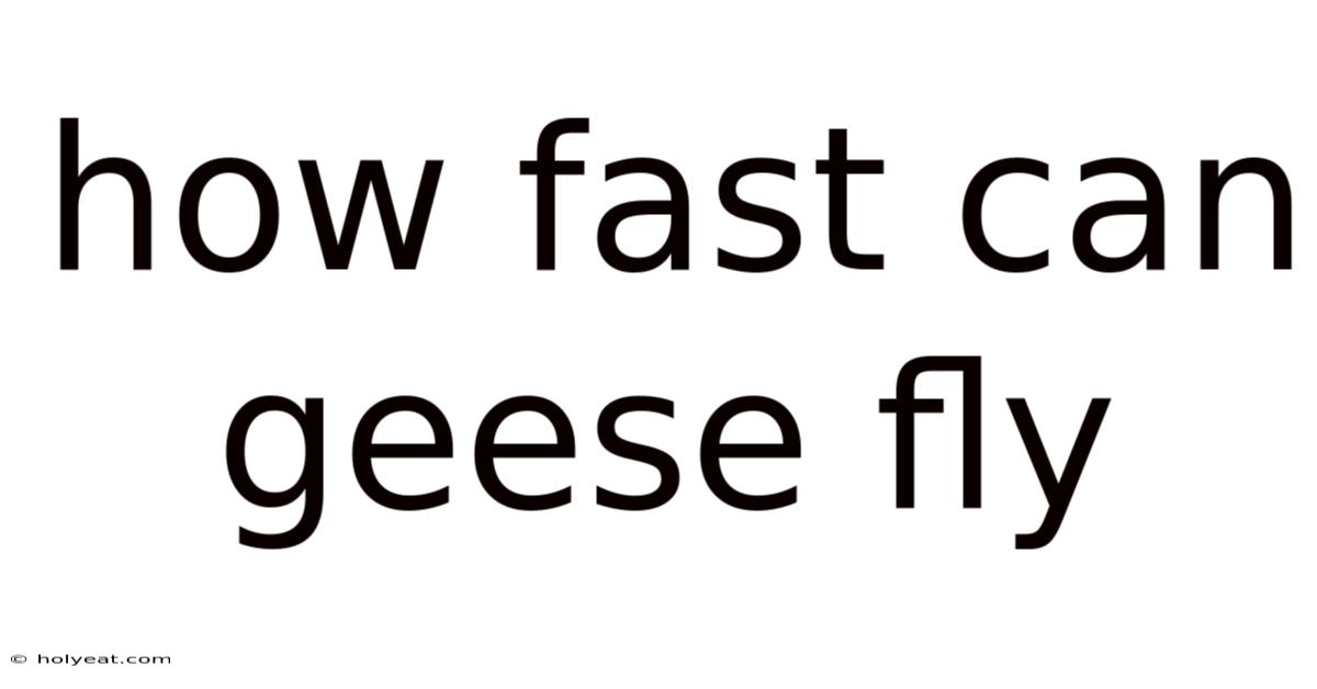 How Fast Can Geese Fly