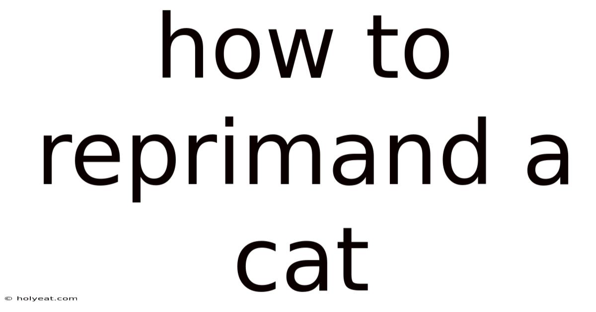 How To Reprimand A Cat