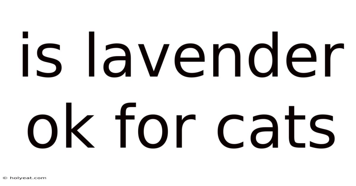 Is Lavender Ok For Cats