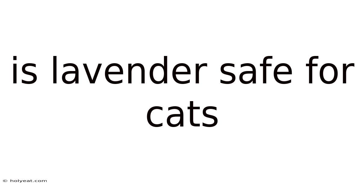 Is Lavender Safe For Cats