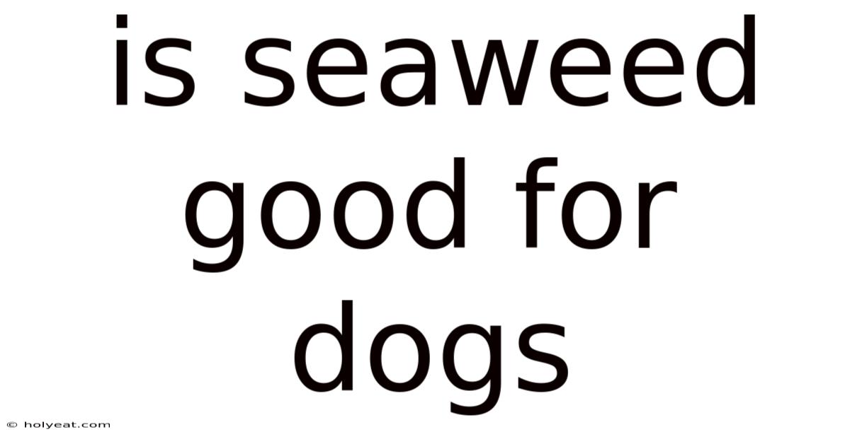 Is Seaweed Good For Dogs