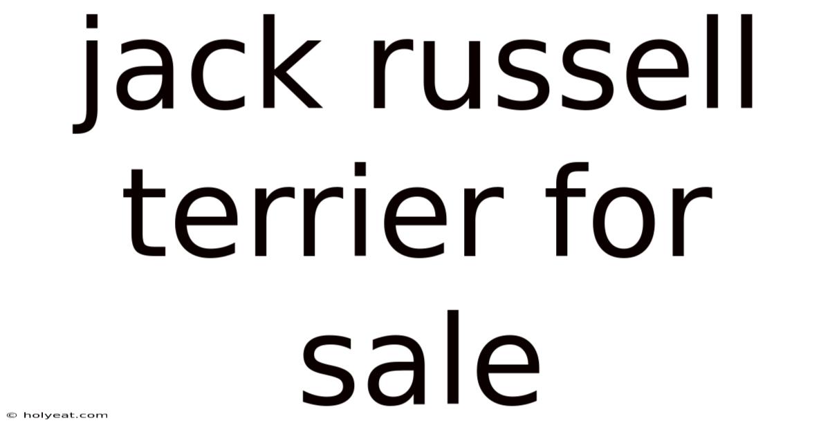 Jack Russell Terrier For Sale