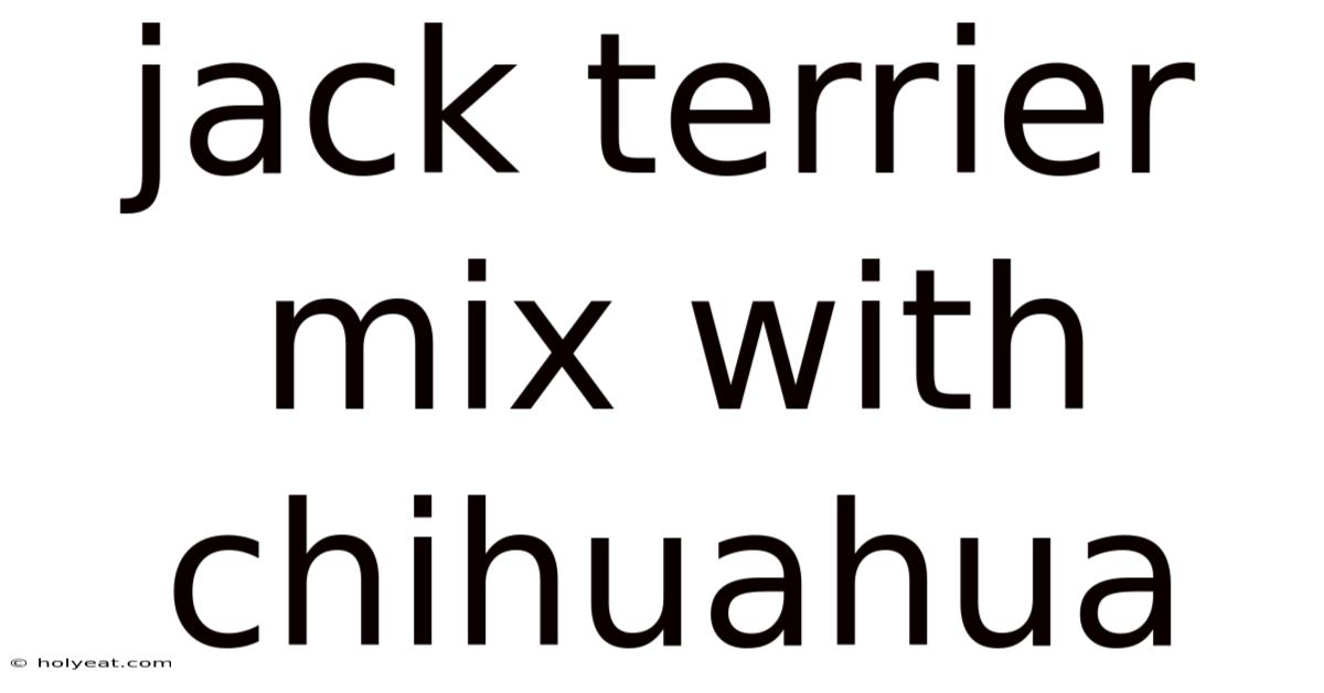 Jack Terrier Mix With Chihuahua
