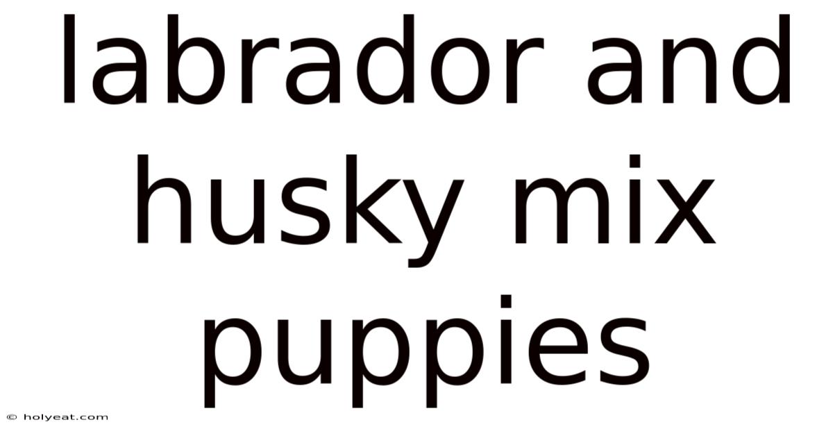 Labrador And Husky Mix Puppies