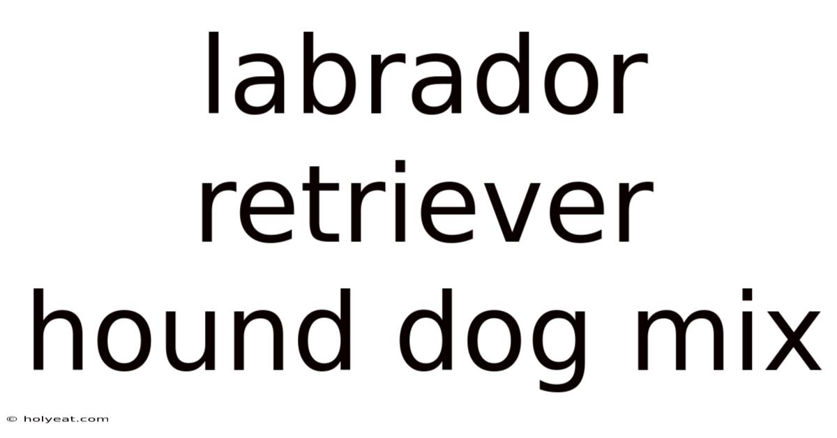 Labrador Retriever Hound Dog Mix