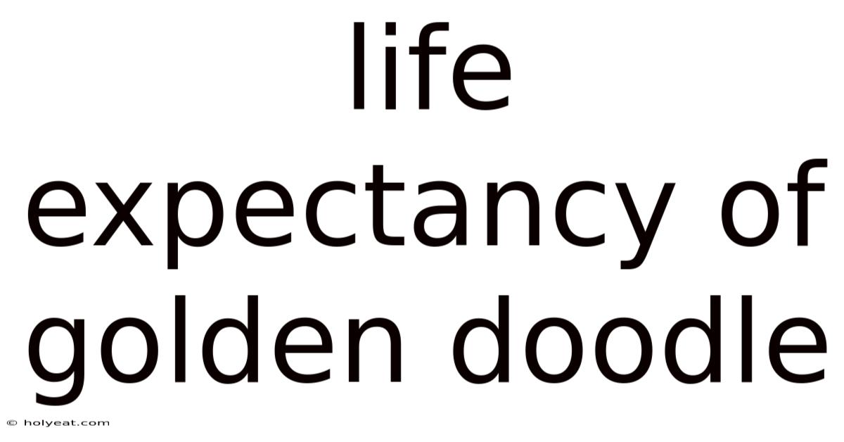 Life Expectancy Of Golden Doodle