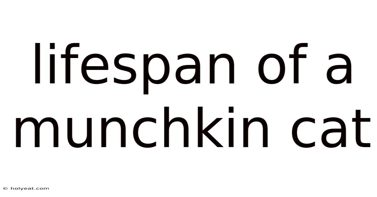 Lifespan Of A Munchkin Cat