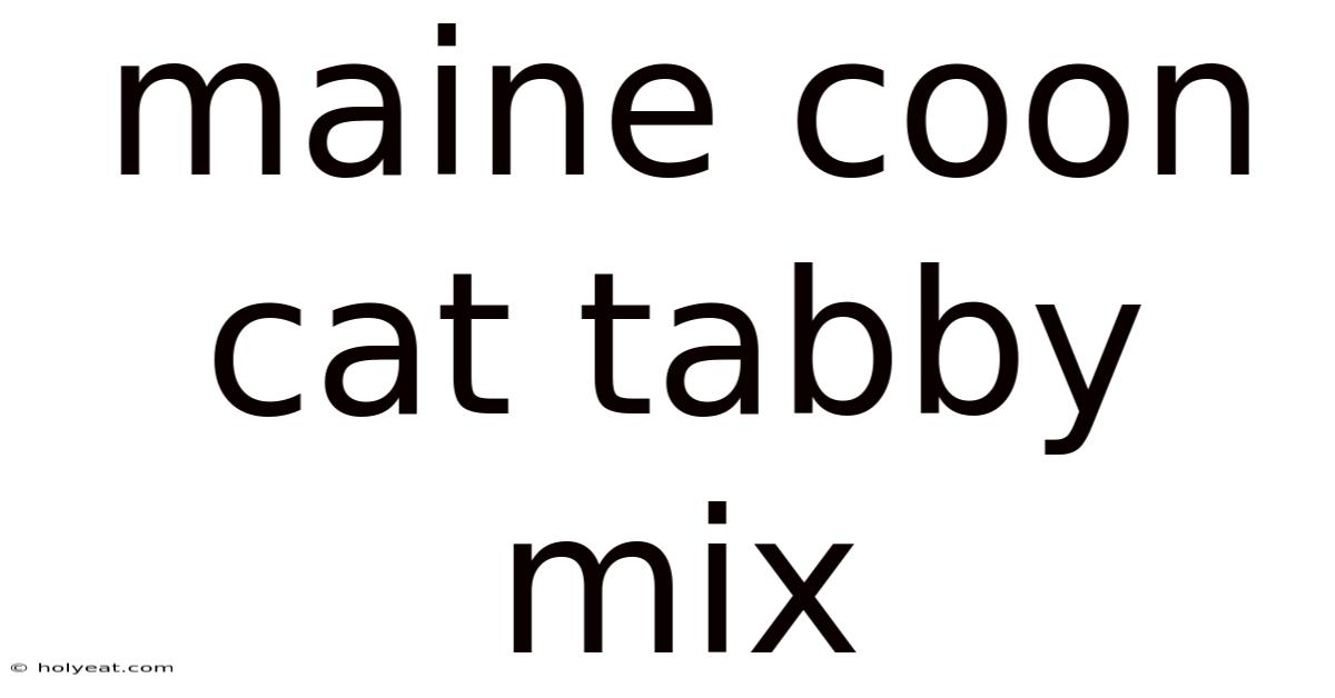 Maine Coon Cat Tabby Mix