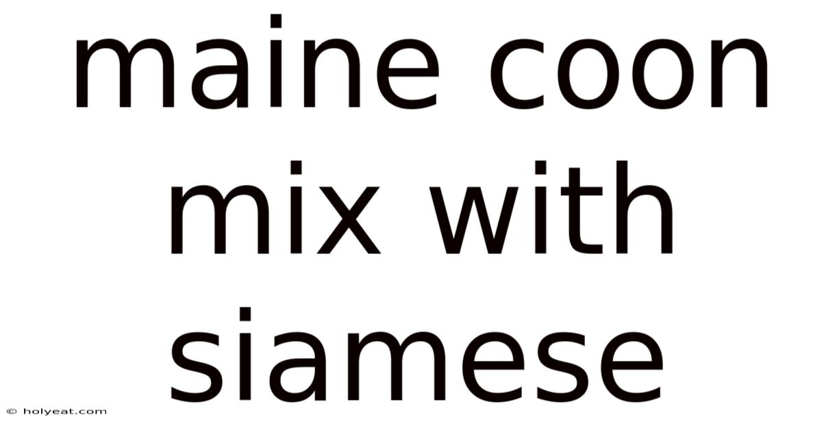 Maine Coon Mix With Siamese