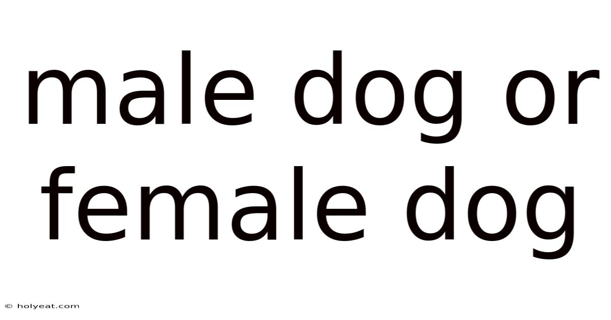 Male Dog Or Female Dog
